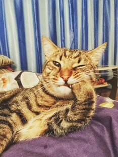 Дневник кота