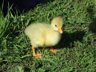 ГУСЬ рождественский.