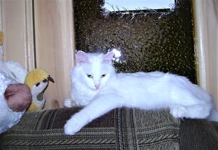 О хвостатых, усатых, бесхвостых...