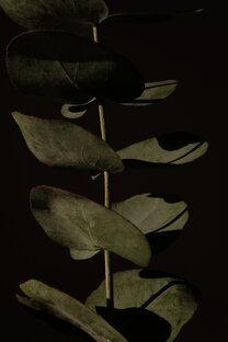 Картинки на заставку