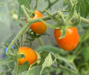 Как я выращивала помидоры