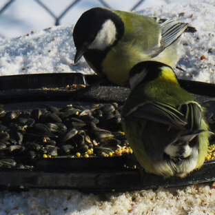 Кормление птиц. Эксперименты и наблюдения