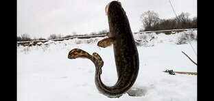 Рыбалка на жерлици, тычки, самоловки. 