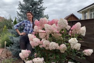 Гортензии. От черенка до цветения