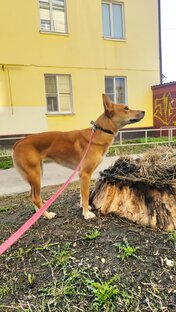 Наша рыжая собака