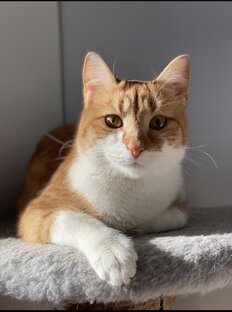 Коржик