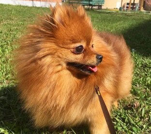 Шерстяная ОПГ