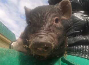 Поросята 🐷