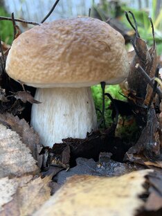 Тихая охота 🍂🍄🍄🍄
