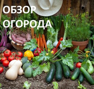 обзоры огорода и грядок