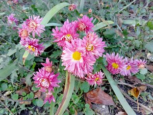 (Не)Везучая - 4