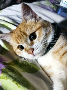 😺 Феня 