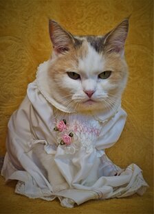 Прогулки, моя кошка и прочее более-менее личное