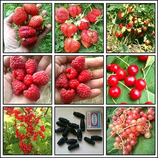 Варенье, компоты и сладкие заготовки на зиму