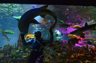 Санкт-Петербургский Океанариум