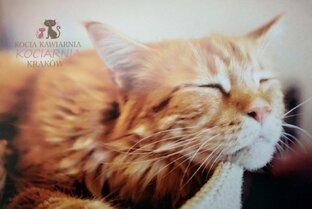 Мои открытки