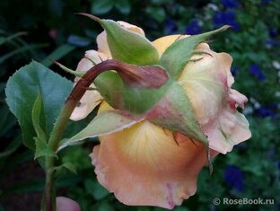 Болезни и вредители роз