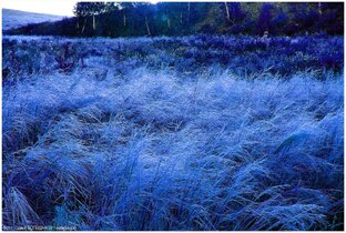 Пятая серия. Белые флаги победы