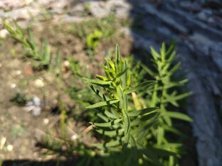 Эфиромасличные, пряно-ароматические травы