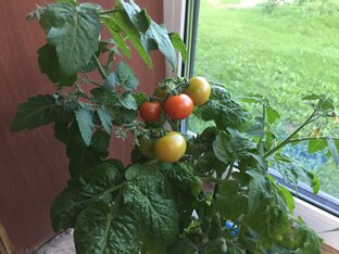 Выращиваем дома