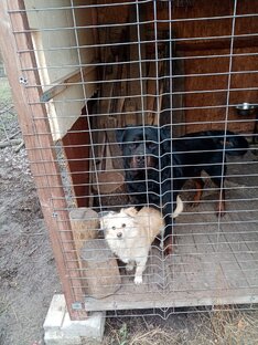 Мои любимые животные 