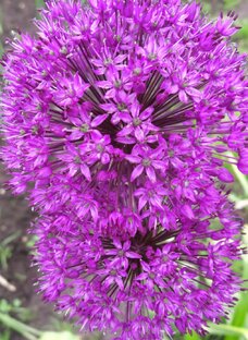 Дача, сад, огород