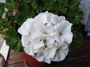 Герани и пеларгонии