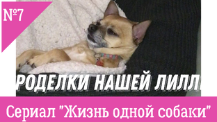 О животных