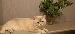Том