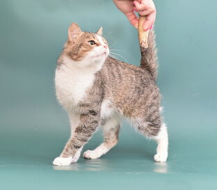 Пристроить в добрые руки