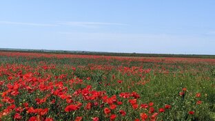 Переезд в Крым. Реальная история 