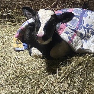 Небольшие ролики 