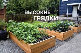 Грядки