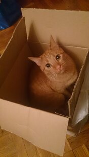 Мои питомцы, кошка Буся, кот Феликс и др.