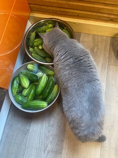 Всеядные котики