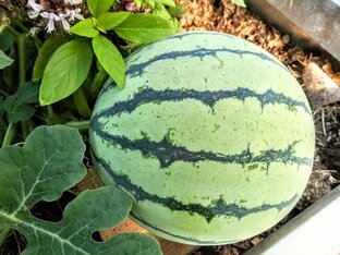 Дыни и арбузы