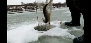 Рыбалка на хапуги.