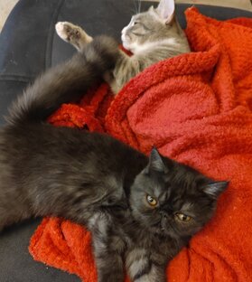 КОТЫ. И НЕ ТОЛЬКО