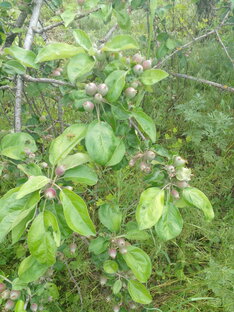 Огород прошлый и настоящий.