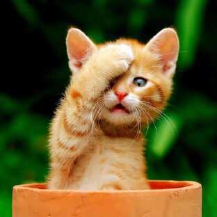 Все что нужно вашим питомцам и вам