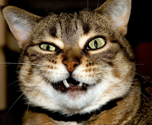 Кеша и Людмила