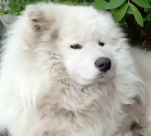 Самоед глазами хозяев