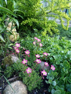 В моем саду