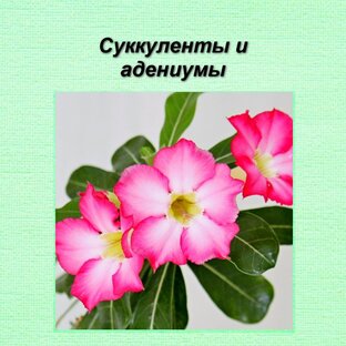 Адениумы и суккуленты