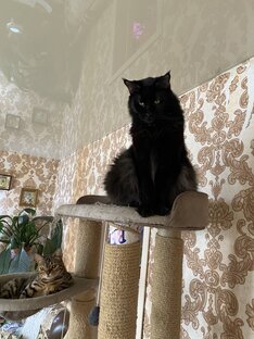 Мои животные
