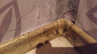 Как Избавиться от Плесени на Стенах? (Своими Руками)