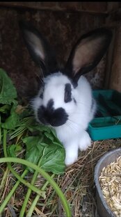 Коротыши )))