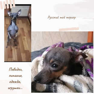 Всё о русском той терьере