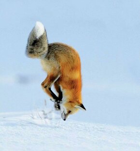 Немного еды