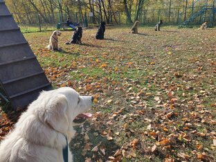 Занятия с собакой.